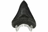 3.86" Fossil Megalodon Tooth - South Carolina - #131812-1
